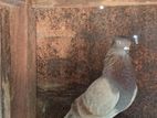Pigeon