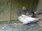 Pigeons
