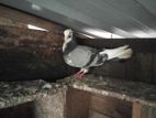 Pigeon