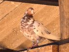 Pigeons