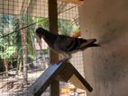 Pigeon