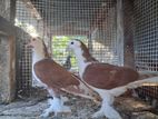 Pigeons