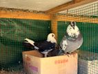 Pigeon