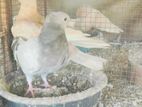 Pigeon