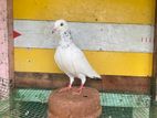 Pigeons