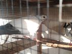 Pigeons