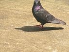 Pigeon