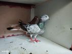 Pigeons
