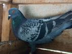 Pigeon