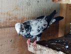 Pigeon