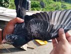 Pigeon