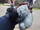 Pigeon