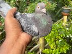 Pigeon