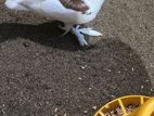 Pigeon