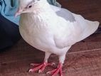 Pigeon