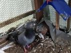 pigeon