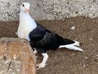 Pigeon
