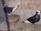 Pigeon