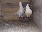Pigeons
