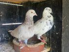 Pigeon