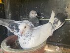 Pigeon
