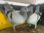 Pigeon