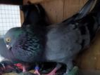 Pigeons