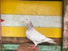 Pigeon
