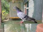 Pigeon