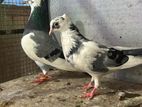 Pigeons