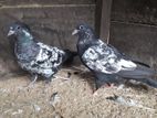 Pigeons