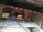 Pigeons