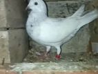 Pigeon