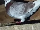 Pigeon