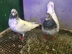 Pigeon
