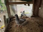Pigeon