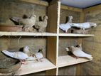 Pigeons