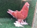 Pigeon