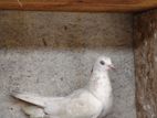 Pigeon