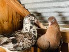 Pigeon