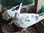Pigeons