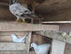 Pigeon
