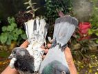 Pigeons
