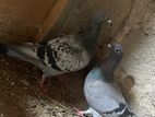 Pigeon