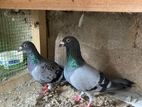Pigeon