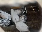 Pigeon
