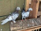 Pigeon