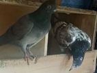 Pigeon