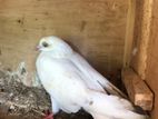 Pigeon