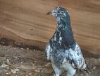 Pigeon